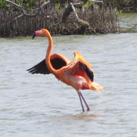 American Flamingo